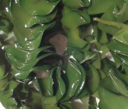 螺旋藻